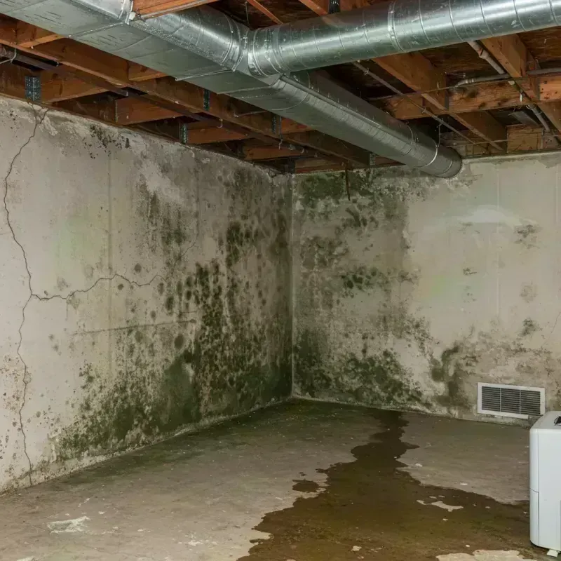 Professional Mold Removal in Campbell County, KY